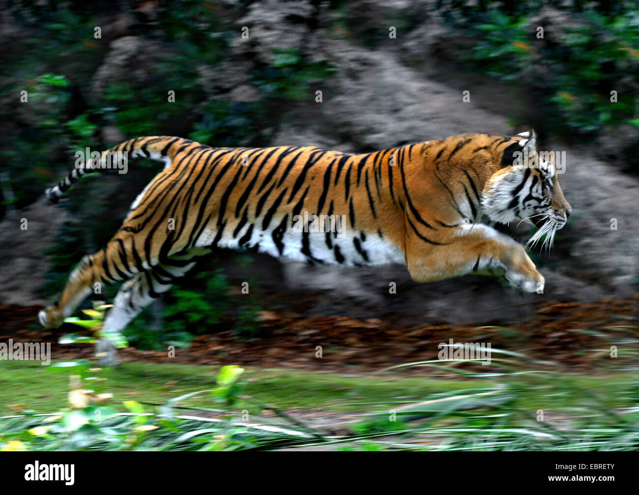 tiger (Panthera tigris), lateral jumping, action Stock Photo