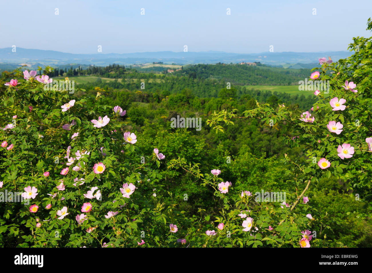 rose (Rosa spec.), blooming wild rose in front of hilly forest and meadow landscape in spring, Italy, Tuscany, Siena Stock Photo