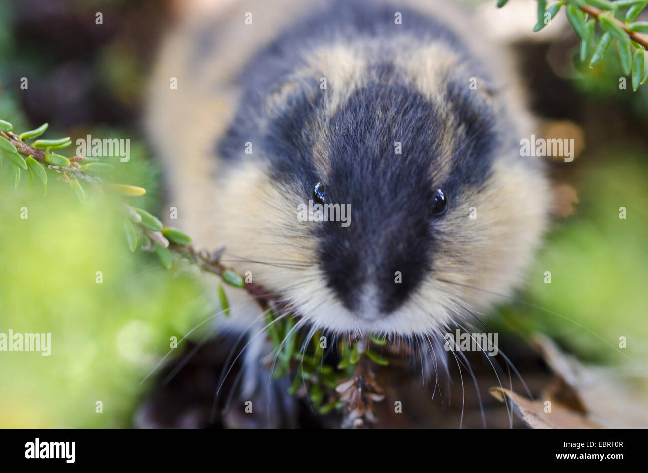 Wood lemming, rodent