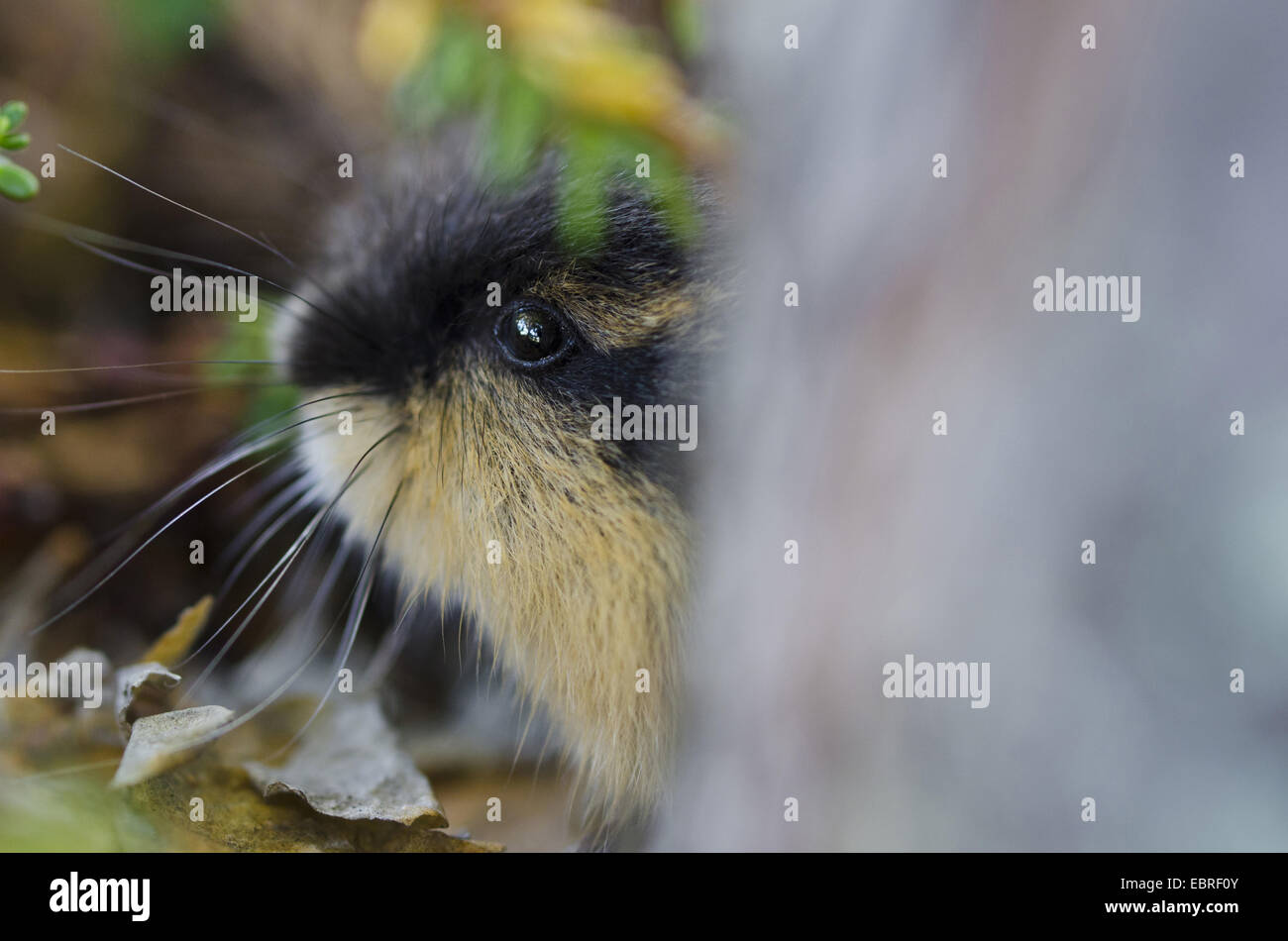 Real lemmings hi-res stock photography and images - Alamy