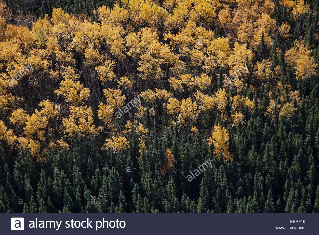 Golden_autumn hi-res stock photography and images - Alamy