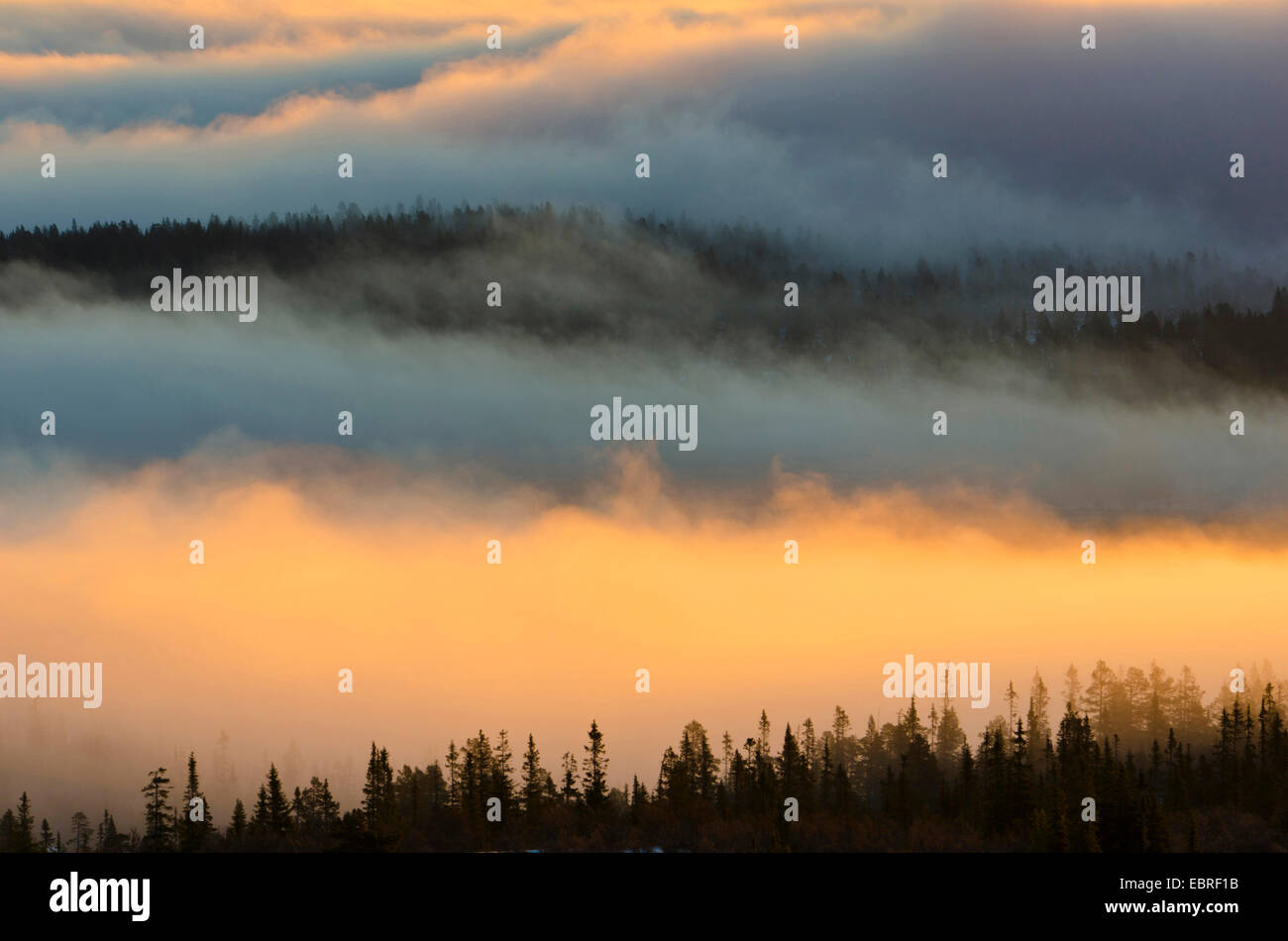 panoramic view at the morning over a valley filled with morning mist, Norway, Hedmark Fylke, Engerdalsfjellet Stock Photo