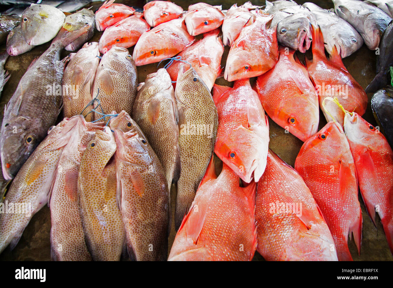 fresh fishes on fish market Sir Selwyn Selwyn Clarke, Seychelles, Mahe