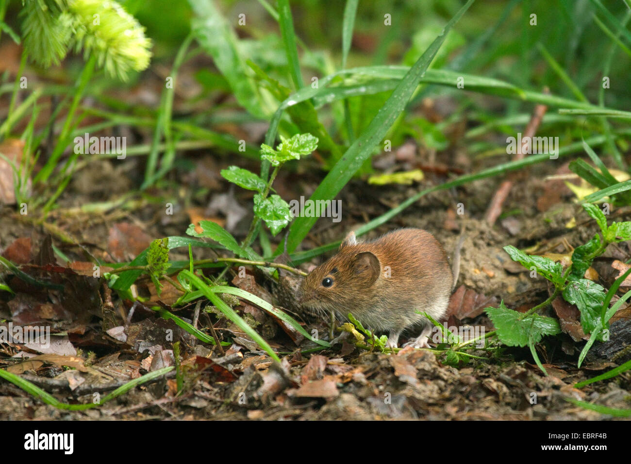 Rhine Westphalia North Rhine Westphalian Nrw Bank Vole Stock