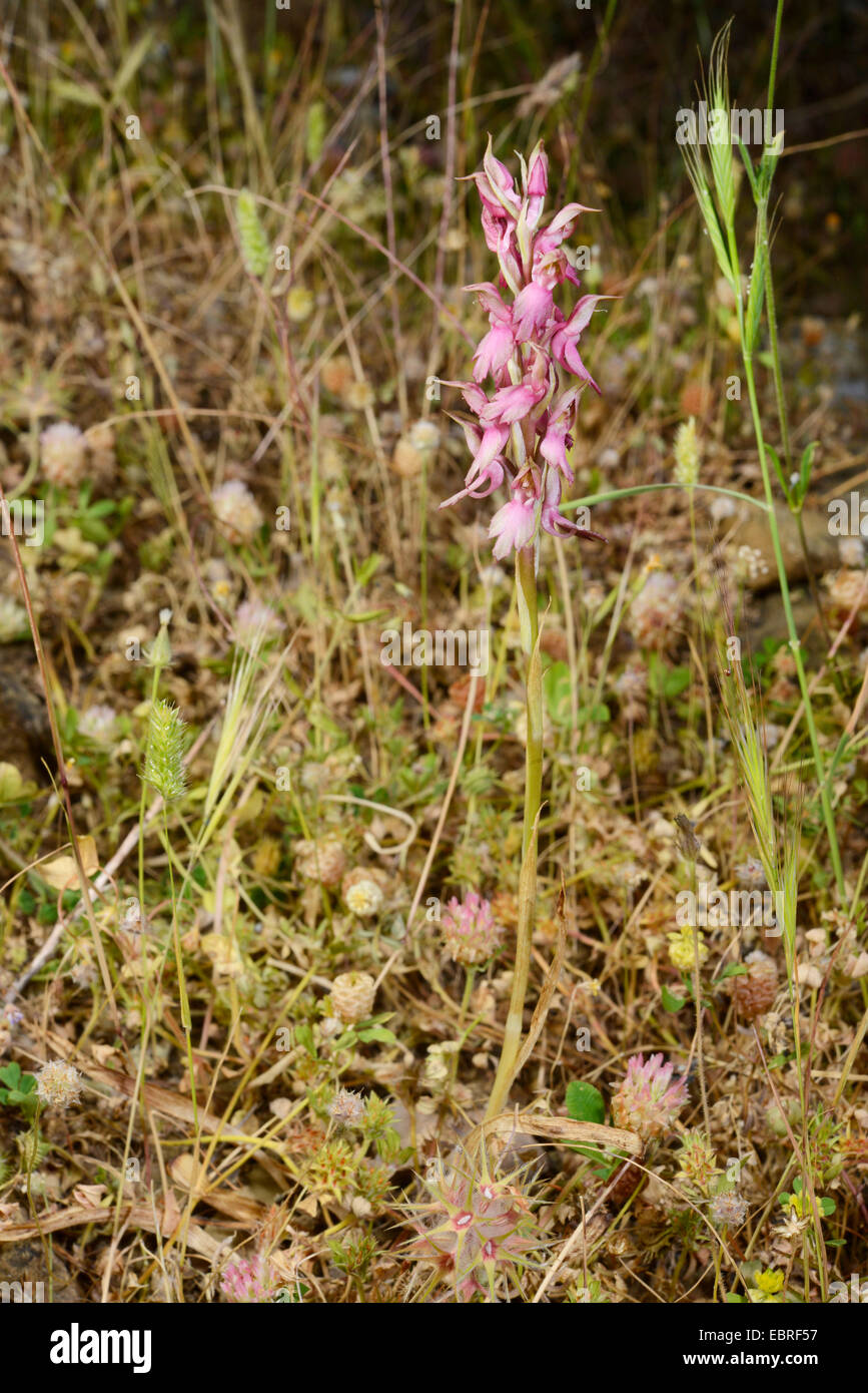 holy land orchis (Orchis sancta), blooming, Turkey, Anatolia, Dalyan Stock Photo