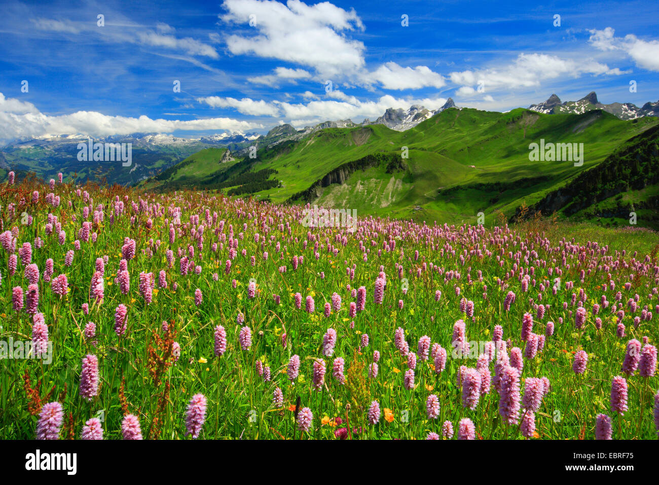 Common bistort, Meadow bistort (Polygonum bistorta, Bistorta officinalis,  Bistorta major, Persicaria bistorta), Swiss Alps with flowering mountain  meadow, Switzerland Stock Photo - Alamy