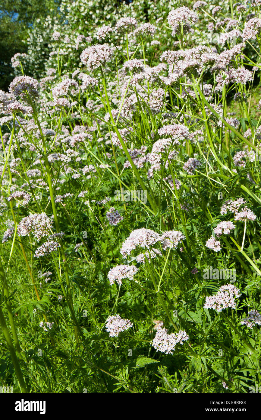 common valerian, all-heal, garden heliotrope, garden valerian (Valeriana officinalis), blooming, Germany Stock Photo