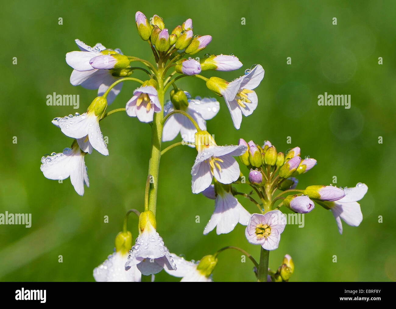 Bog Pink, Cuckoo Flower, Lady's Smock, Milkmaids (Cardamine pratensis ...
