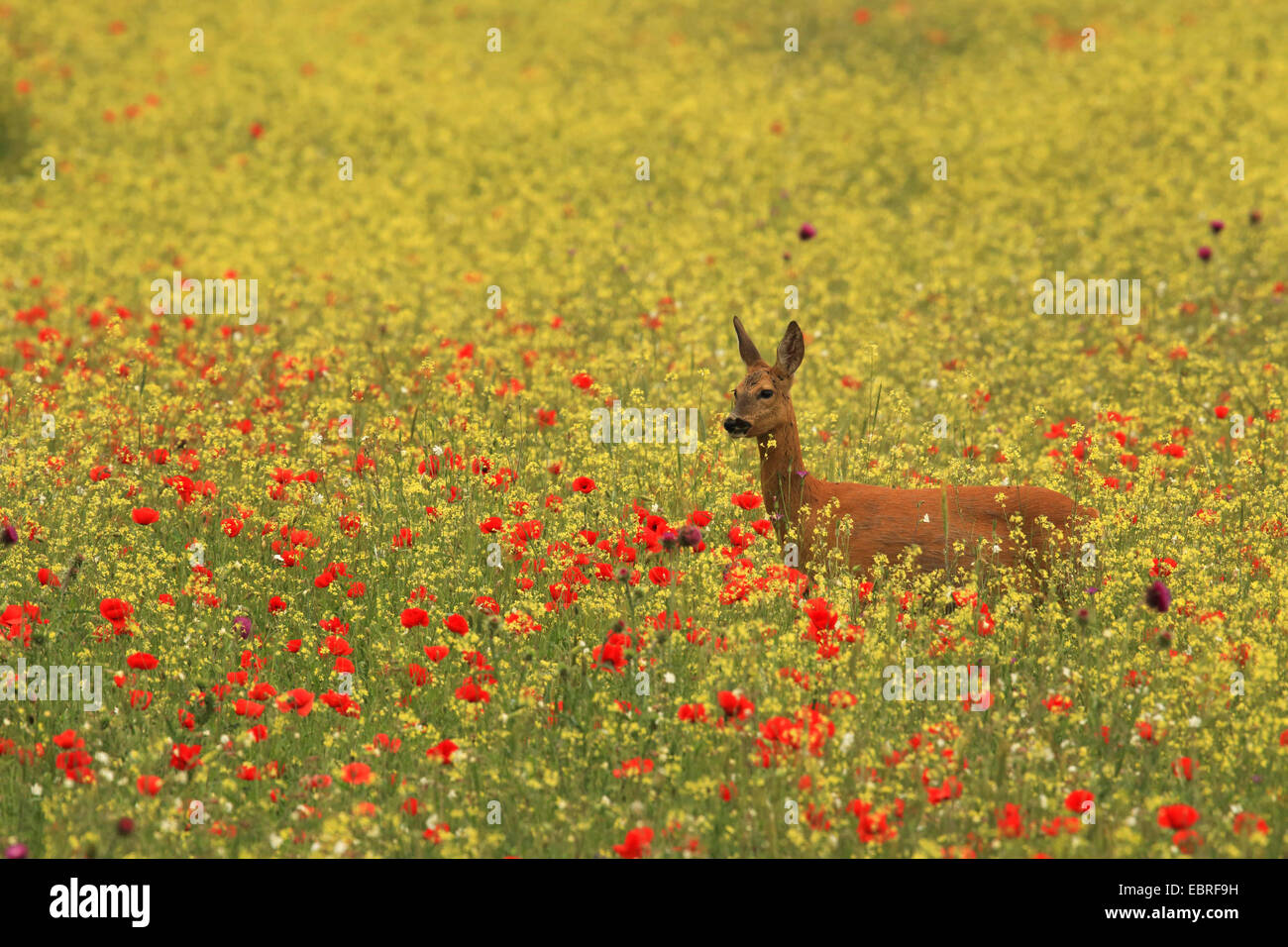 roe deer (Capreolus capreolus), female in a field with poppy, Hungary, Kiskunsag National Park Stock Photo