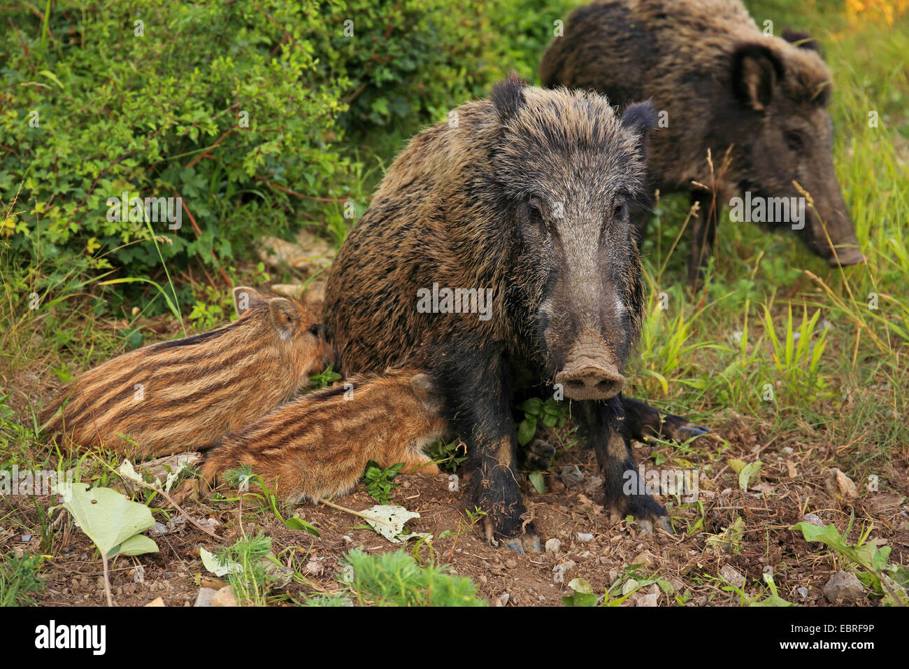 wild boar, pig, wild boar (Sus scrofa), female nursing shoats, Germany, Baden-Wuerttemberg Stock Photo