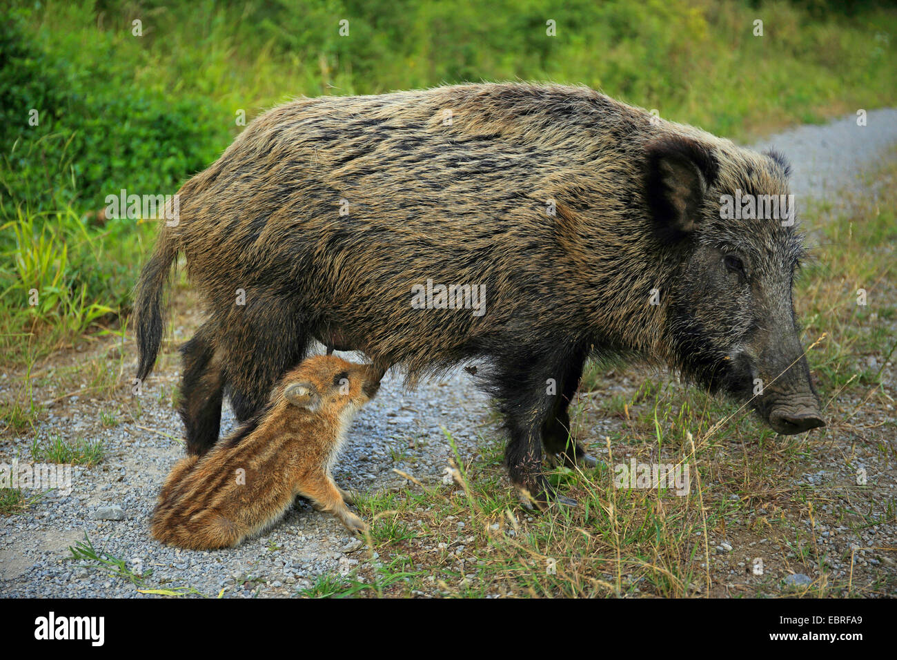 wild boar, pig, wild boar (Sus scrofa), female nursing shoat, Germany, Baden-Wuerttemberg Stock Photo