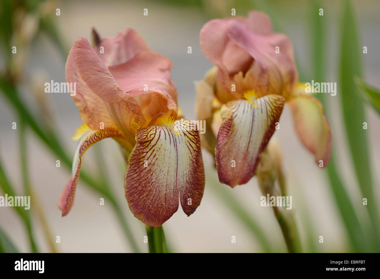 Bearded Iris (Iris barbata 'Mary Todd', Iris barbata Mary Todd), flower of cultiavr Mary Todd Stock Photo