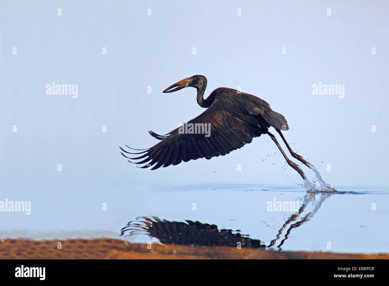 African open-bill stork (Anastomus lamelligerus), flying off from the water, South Africa, Mkuzi Game Reserve Stock Photo