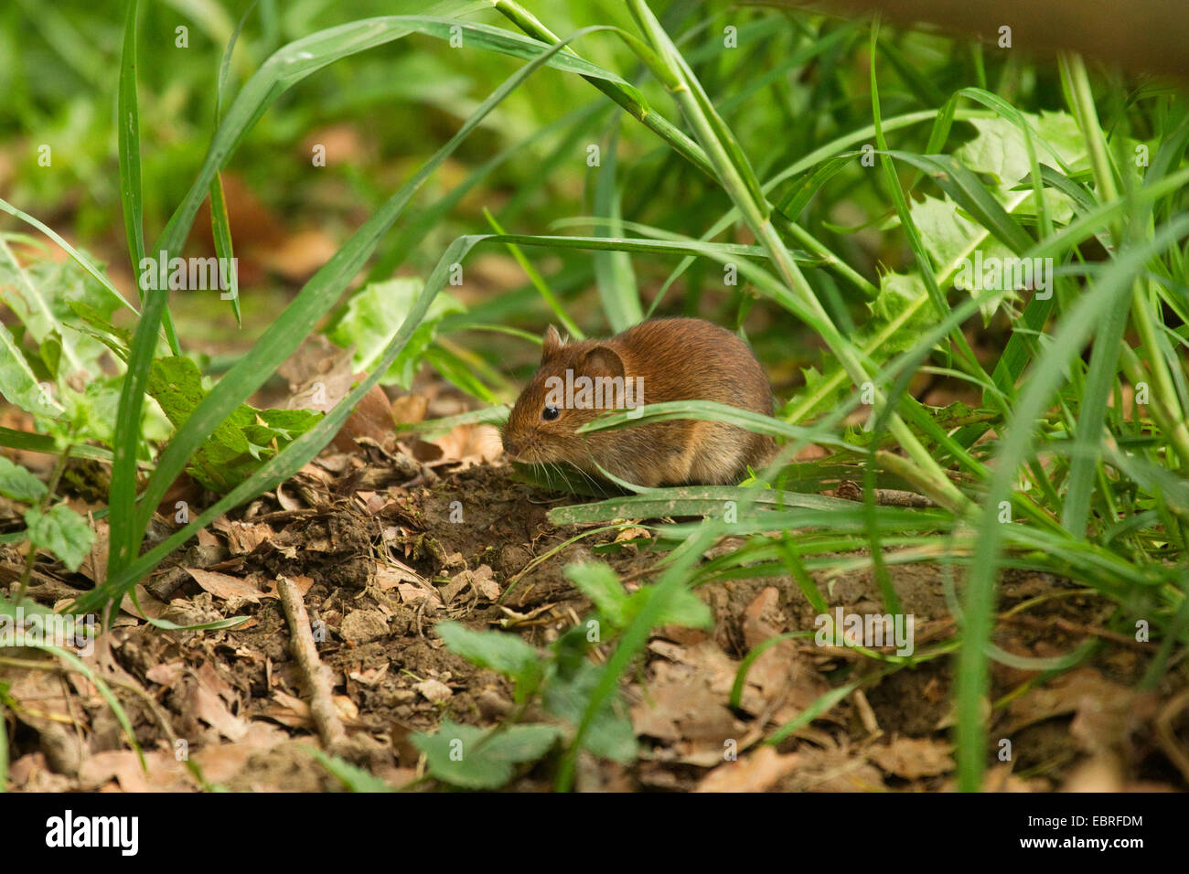 Rhine Westphalia North Rhine Westphalian Nrw Bank Vole Stock