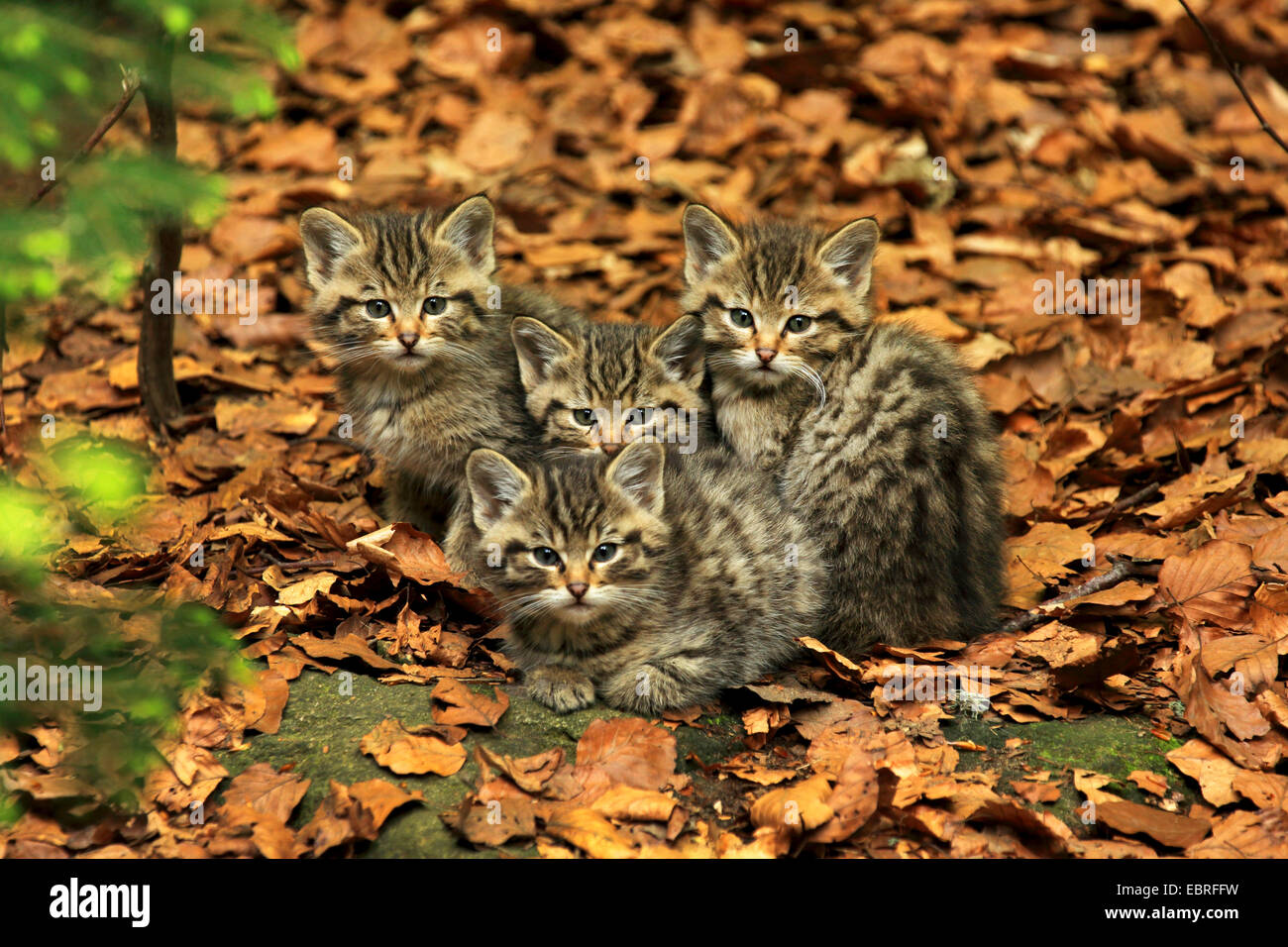 european-wildcat-forest-wildcat-felis-silvestris-silvestris-four