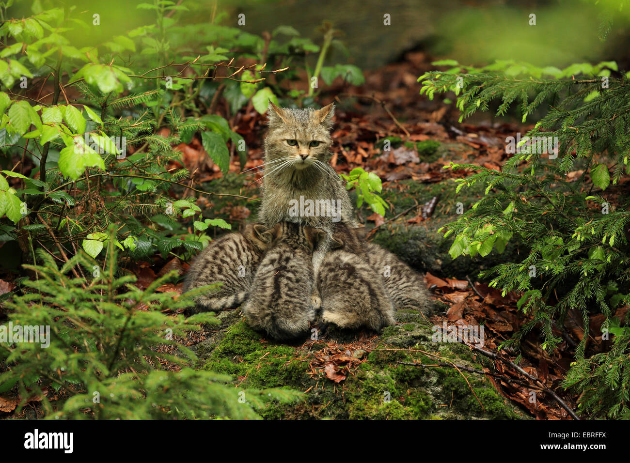European wildcat, forest wildcat (Felis silvestris silvestris), cat