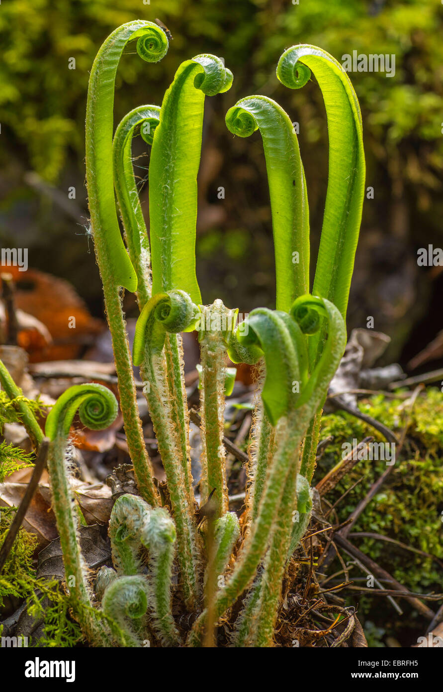 hart's tongue, European harts-tongue fern (Asplenium scolopendrium, Phyllitis scolopendrium), leaf development in spring, Germany, Bavaria, Oberbayern, Upper Bavaria Stock Photo