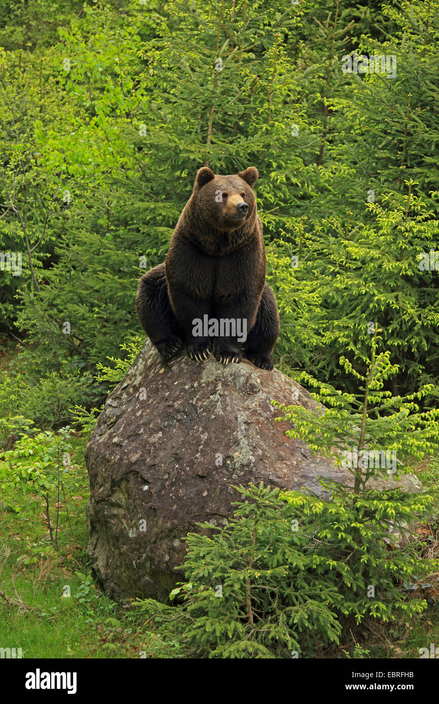 European brown bear (Ursus arctos arctos), sitting on a rock in a fir ...