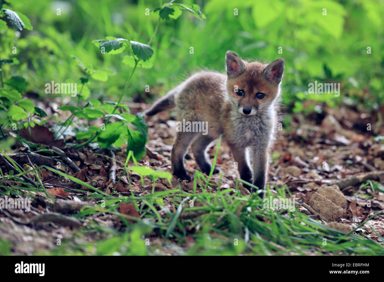 red fox (Vulpes vulpes), fox kit in the forest, Germany, Baden-Wuerttemberg Stock Photo