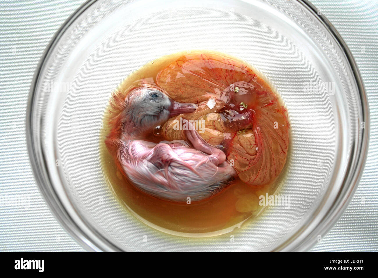 duck embryo from a fertilized egg called balut presented in a glass bowl, traditionally eaten as delicacy and supposed aphrodisiac in the Far East Stock Photo