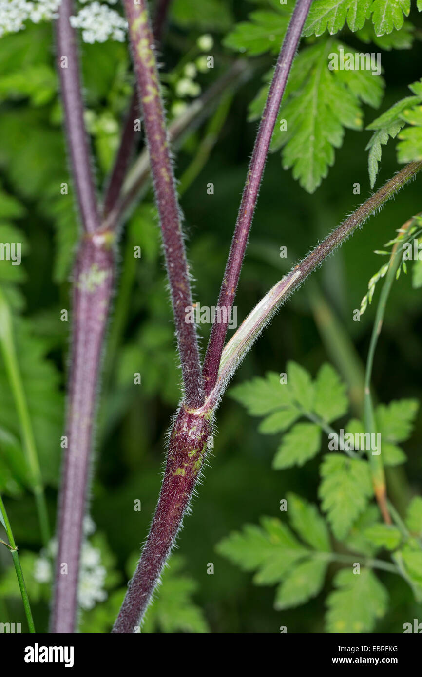 Rough chervil (Chaerophyllum temulum, Chaerophyllum temulentum), sprouts, Germany Stock Photo