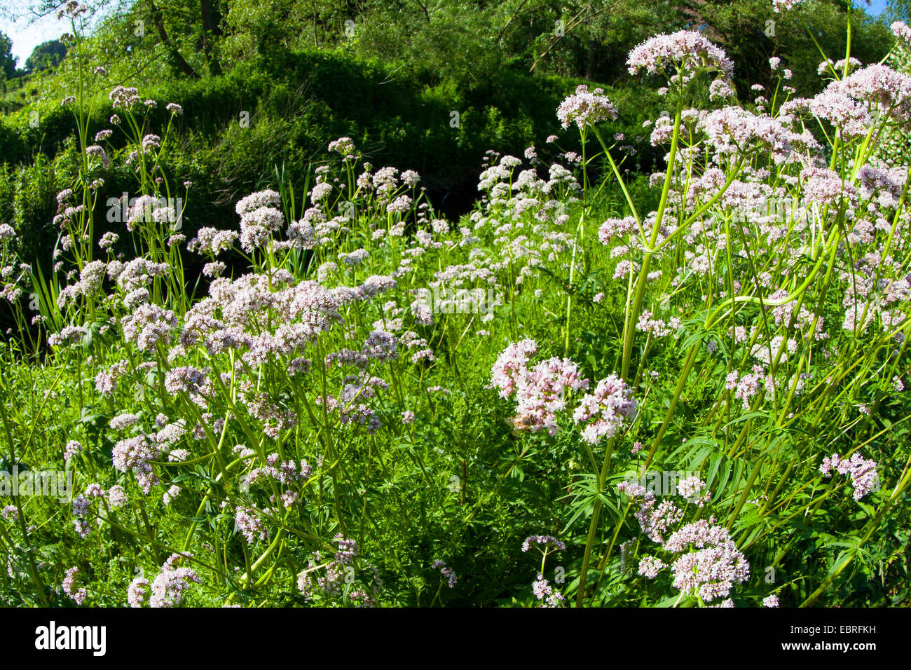 common valerian, all-heal, garden heliotrope, garden valerian (Valeriana officinalis), blooming, Germany Stock Photo