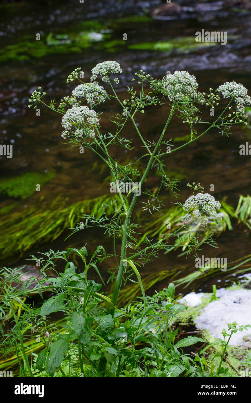 Cowbane, Water hemlock, Northern Water Hemlock (Cicuta virosa, Selinum virosum), blooming, Germany Stock Photo