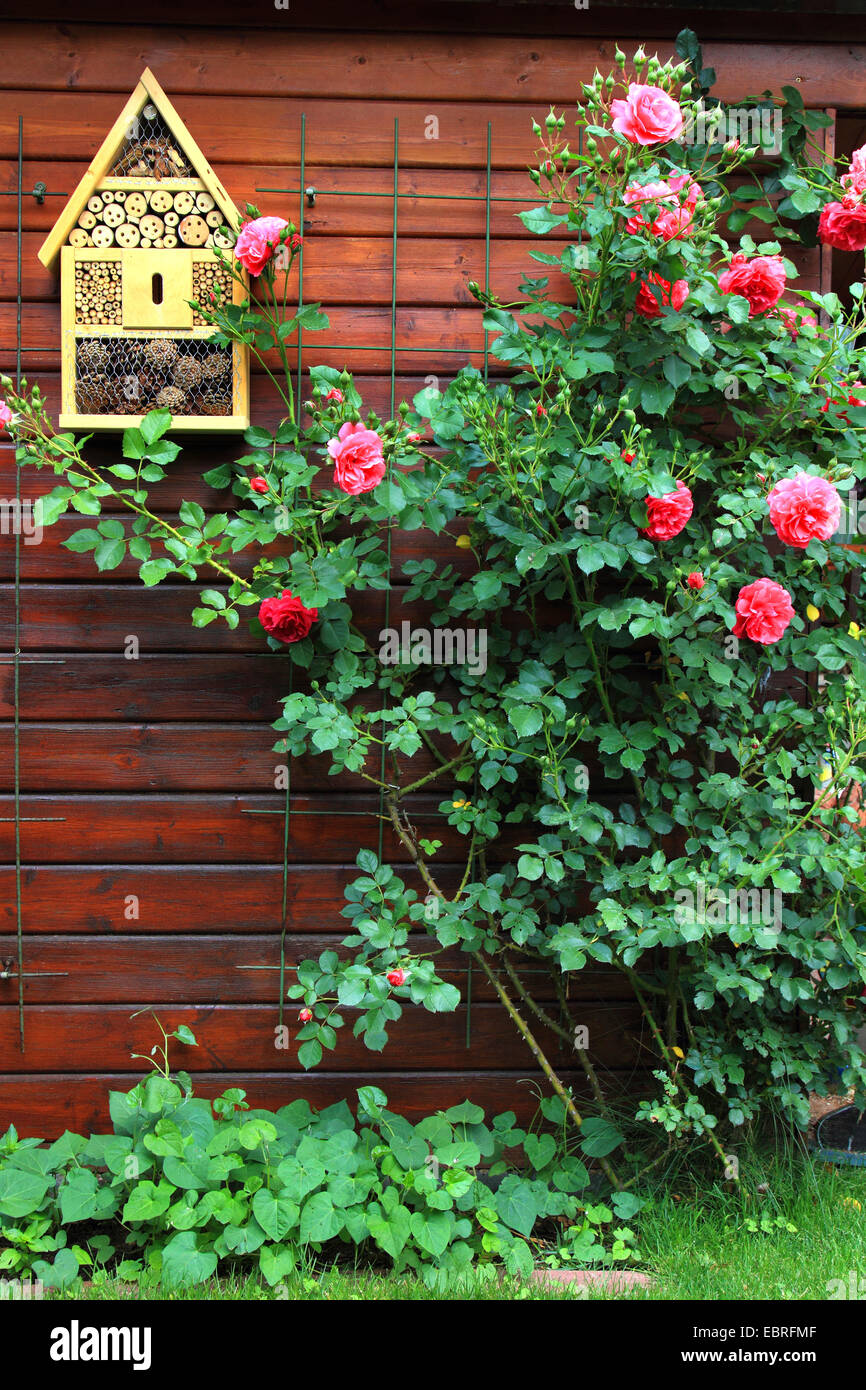 insect house and rosebush, Germany Stock Photo