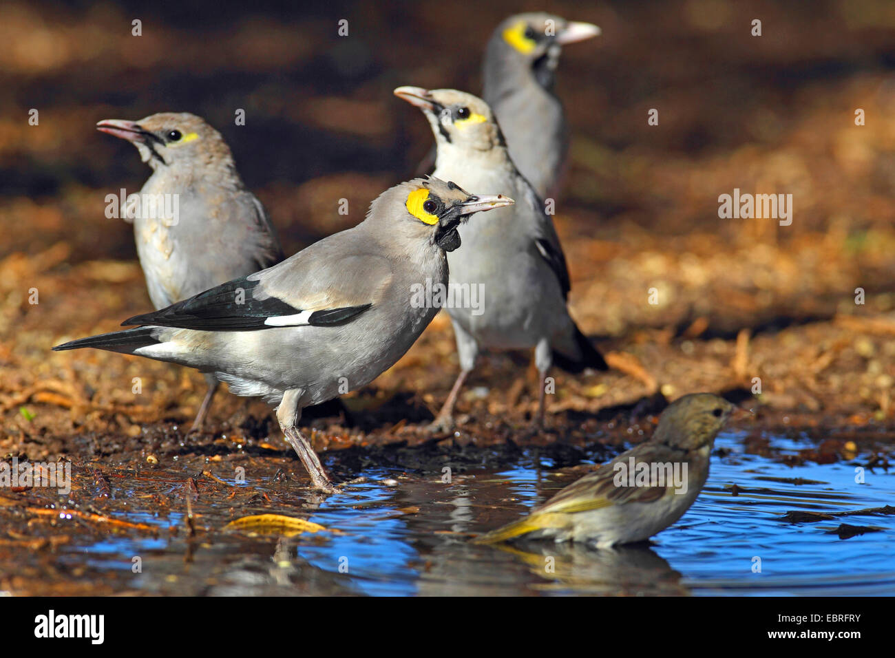 wattled starling (Creatophora cinerea), starlings in breeding plumage at a drinking place, South Africa, North West Province, Barberspan Bird Sanctuary Stock Photo