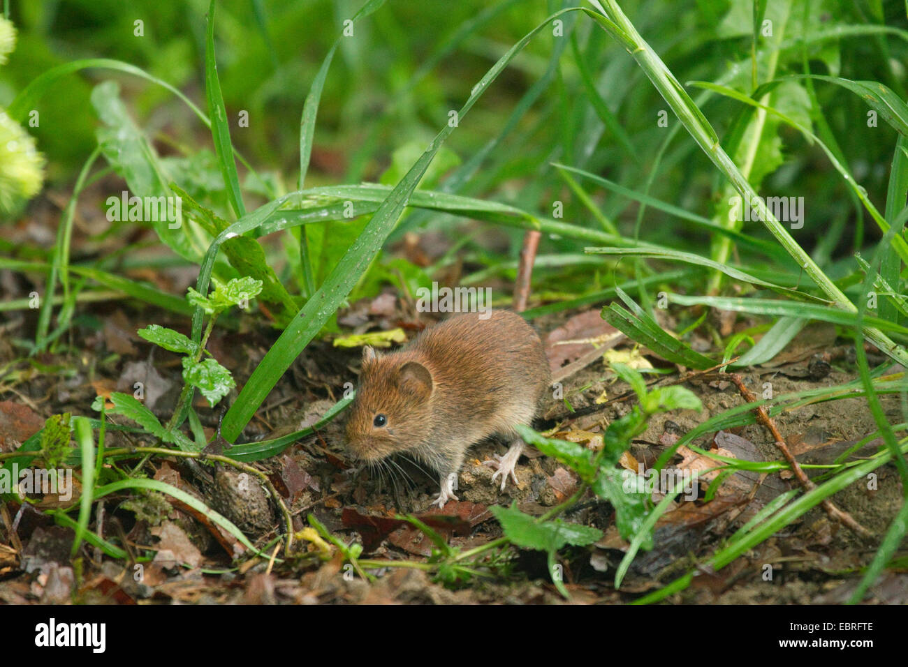 Rhine Westphalia North Rhine Westphalian Nrw Bank Vole Stock