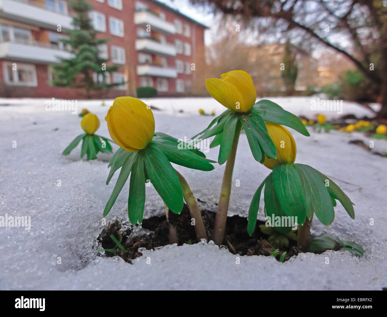 winter aconite (Eranthis hyemalis), several plants breaking through the snow on flower beds near appartment block, Germany, Hamburg Stock Photo