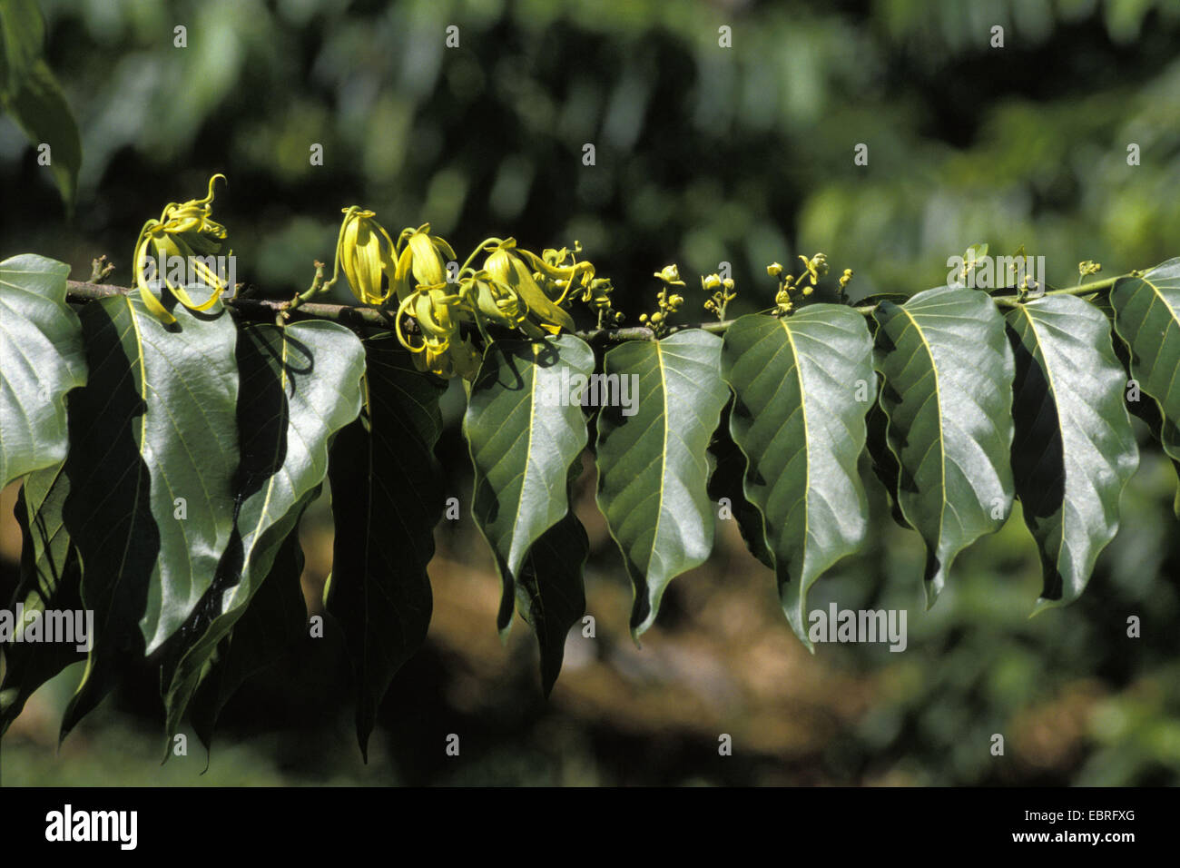 ylang-ylang (Cananga odorata), blooming branch, Madagascar Stock Photo
