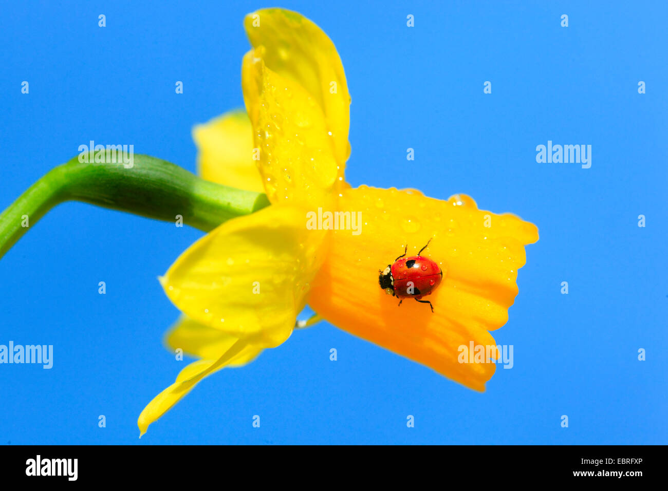 two-spot ladybird, 2-spot ladybird (Adalia bipunctata), crwaling on a daffodill flower, Switzerland Stock Photo