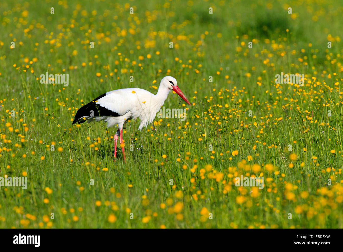 white stork (Ciconia ciconia), on the feed in a meadow, Switzerland, Zuercher Oberland Stock Photo