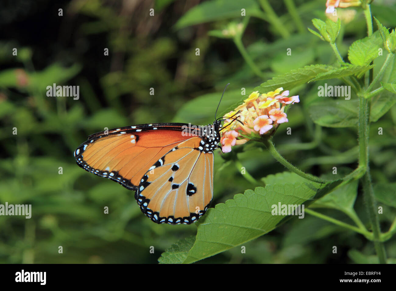 tropical butterfly sucking at lantana, Tanzania, Sansibar Stock Photo