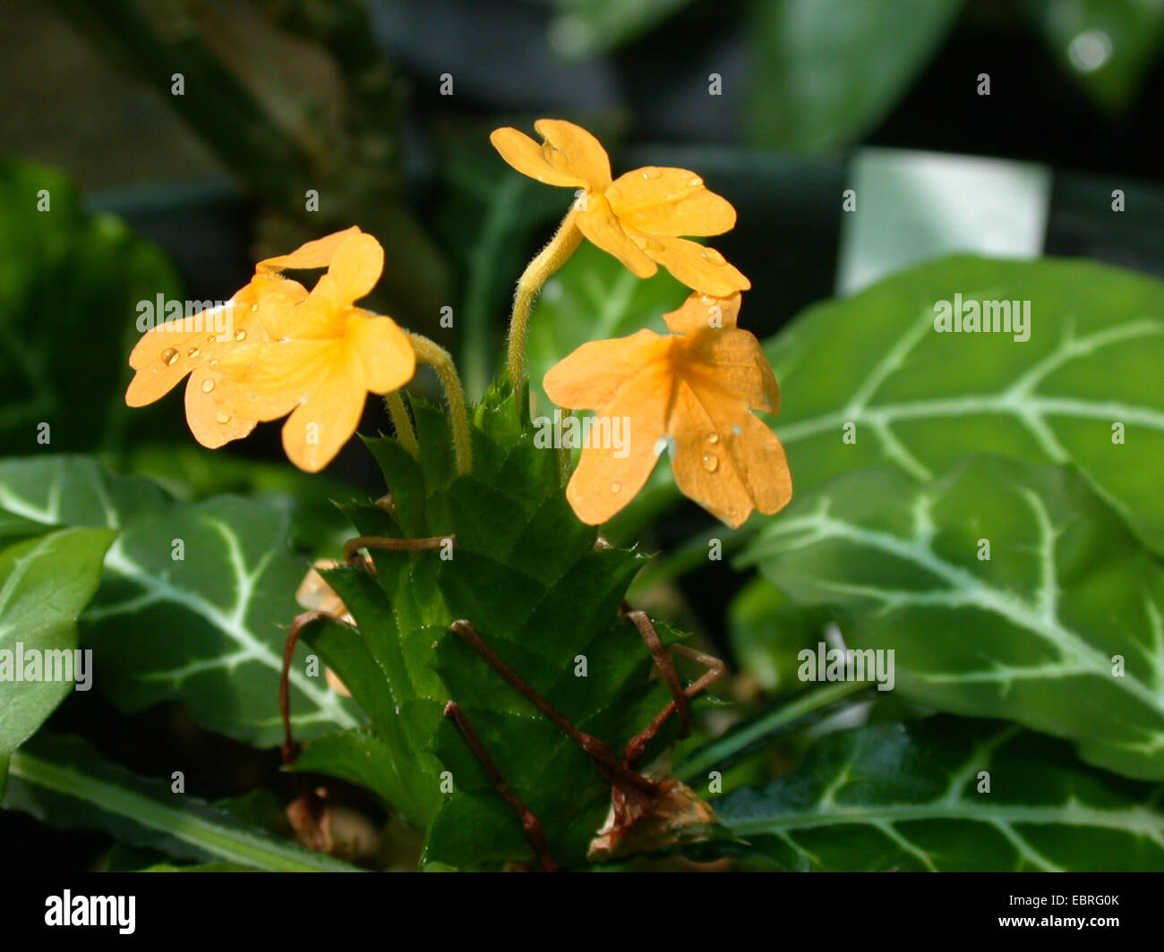Crossandra massaica (Crossandra massaica), flowers with waterdrops Stock Photo