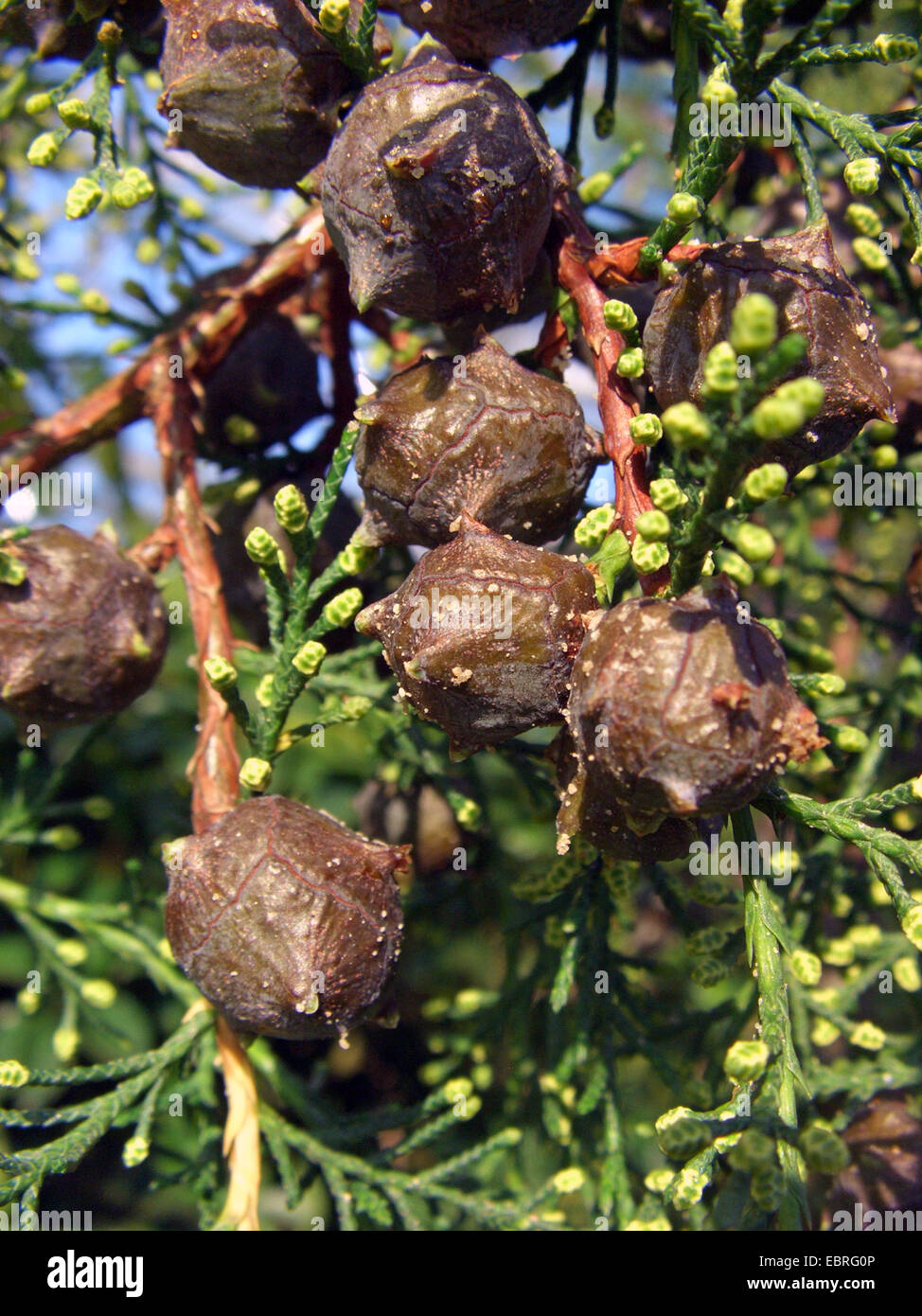 Himalayan cypress (Cupressus torulosa), branch with cones and mal buds Stock Photo