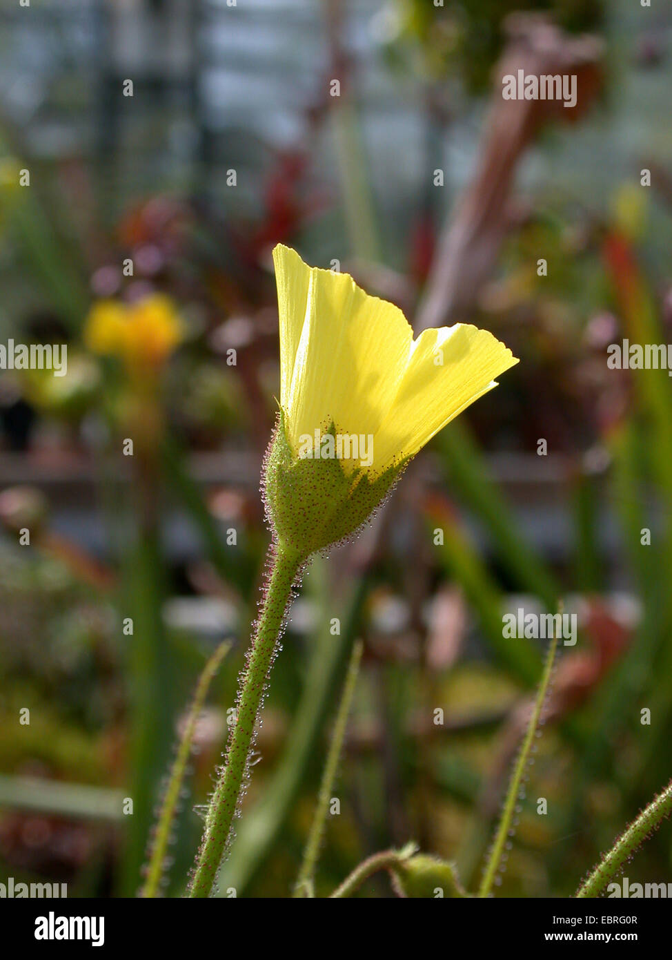 Portuguese sundew (Drosophyllum lusitanicum), flower Stock Photo