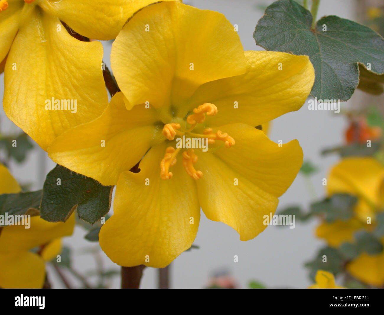 California flannelbush, California Flannel Bush, California Fremontia (Fremontodendron californicum, Fremontia californica), flower Stock Photo
