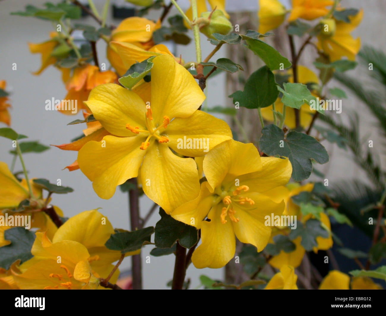 California flannelbush, California Flannel Bush, California Fremontia (Fremontodendron californicum, Fremontia californica), flowers Stock Photo