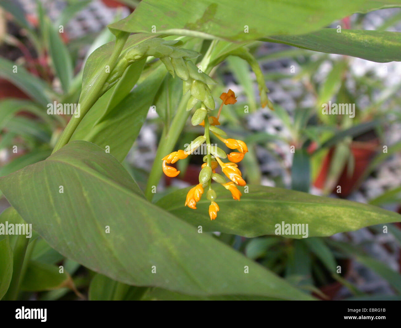 Dancing girl ginger, Yellow dancing ladiy (Globba marantina), blooming Stock Photo