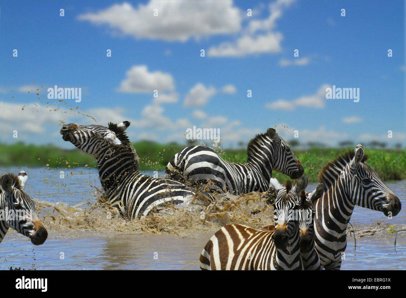Common Zebra (Equus quagga), herd in water, fight, Tanzania, Serengeti National Park Stock Photo