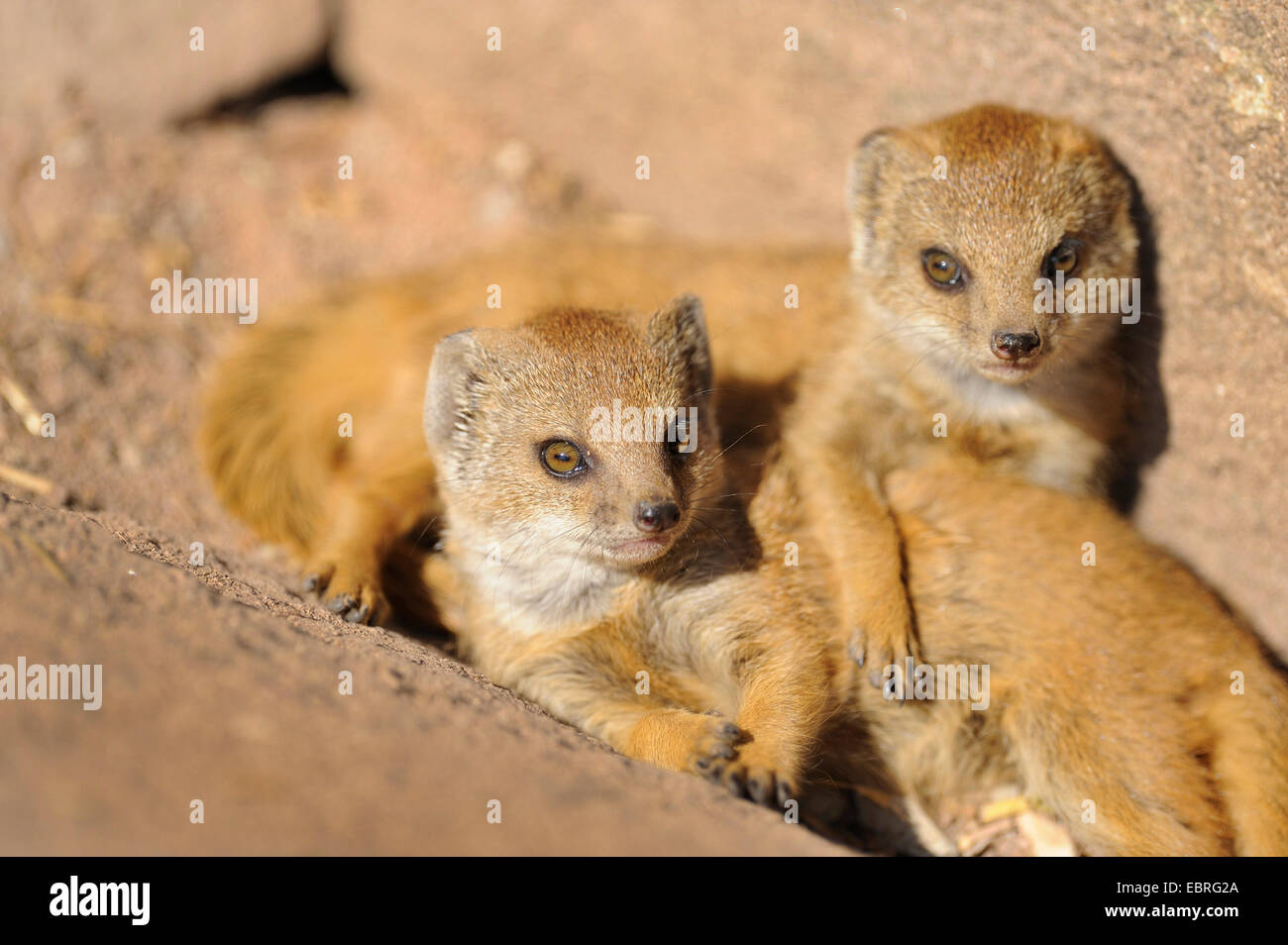 yellow mongoose (Cynictis penicillata), youngsters Stock Photo
