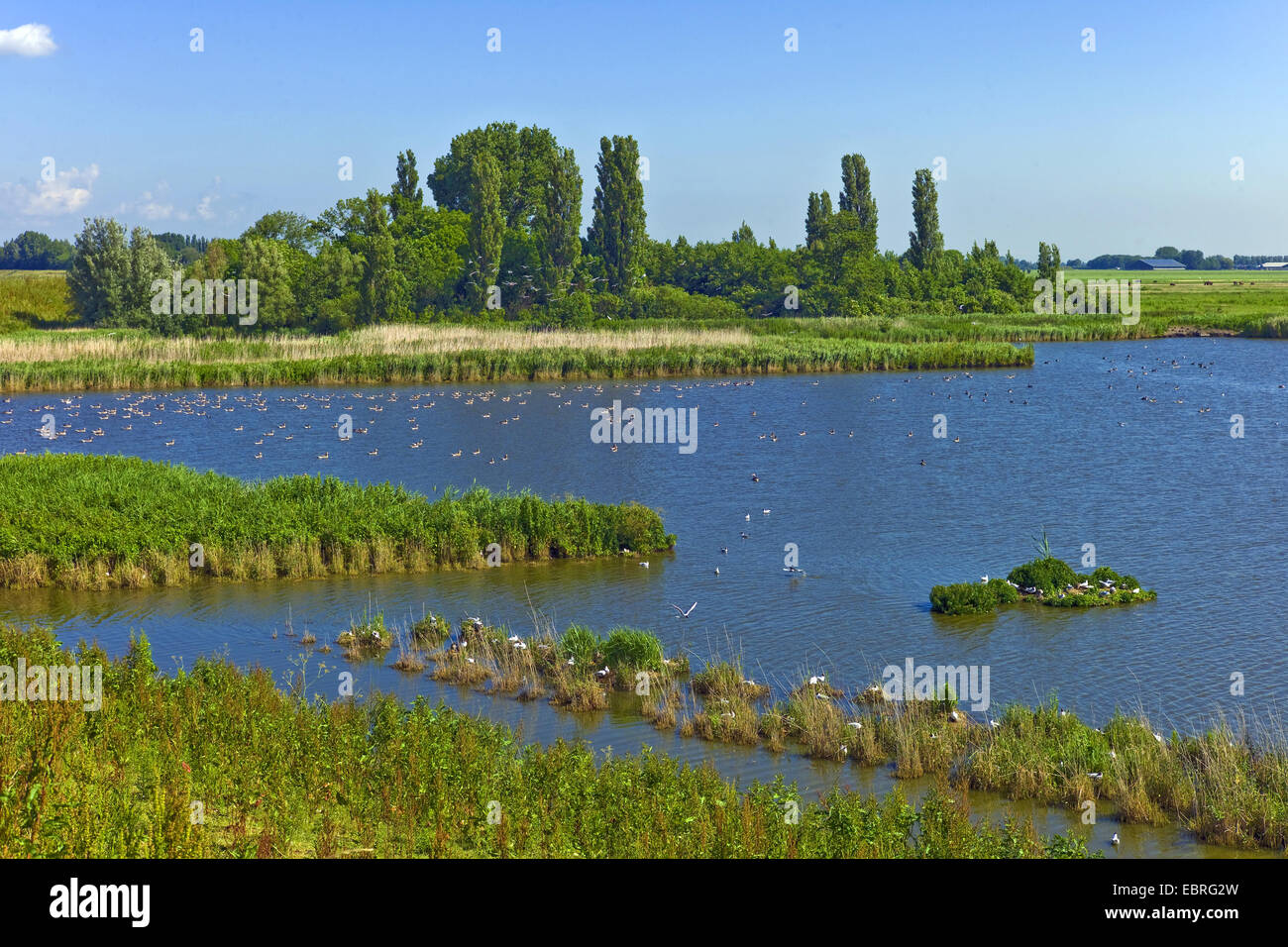 bird reserve with inshore water near Enkhuizen, Netherlands, Noord Holland Stock Photo
