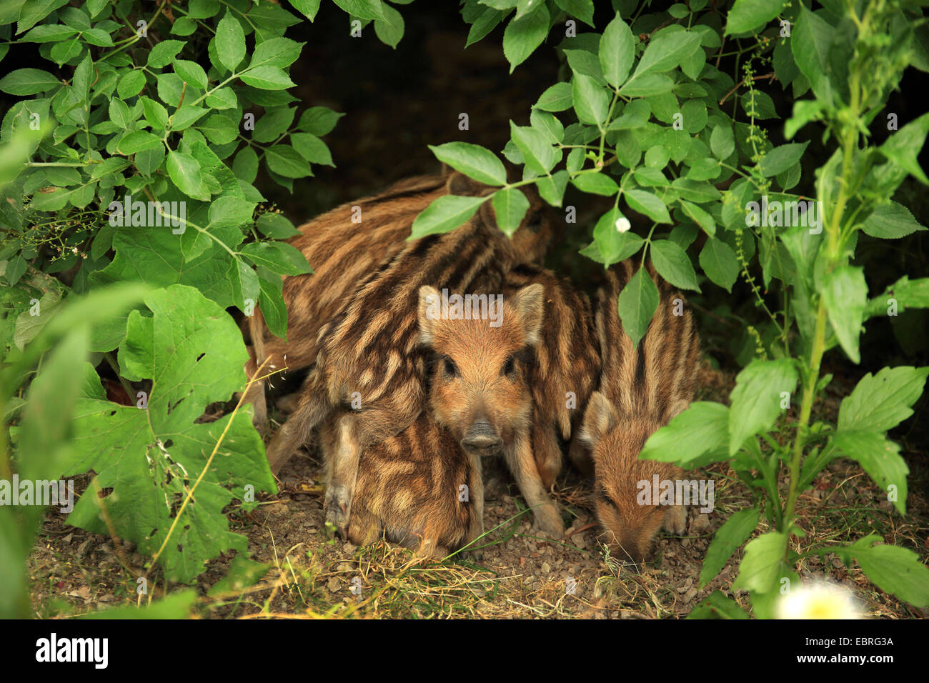 wild boar, pig, wild boar (Sus scrofa), shoats in early summer, Germany, Baden-Wuerttemberg Stock Photo