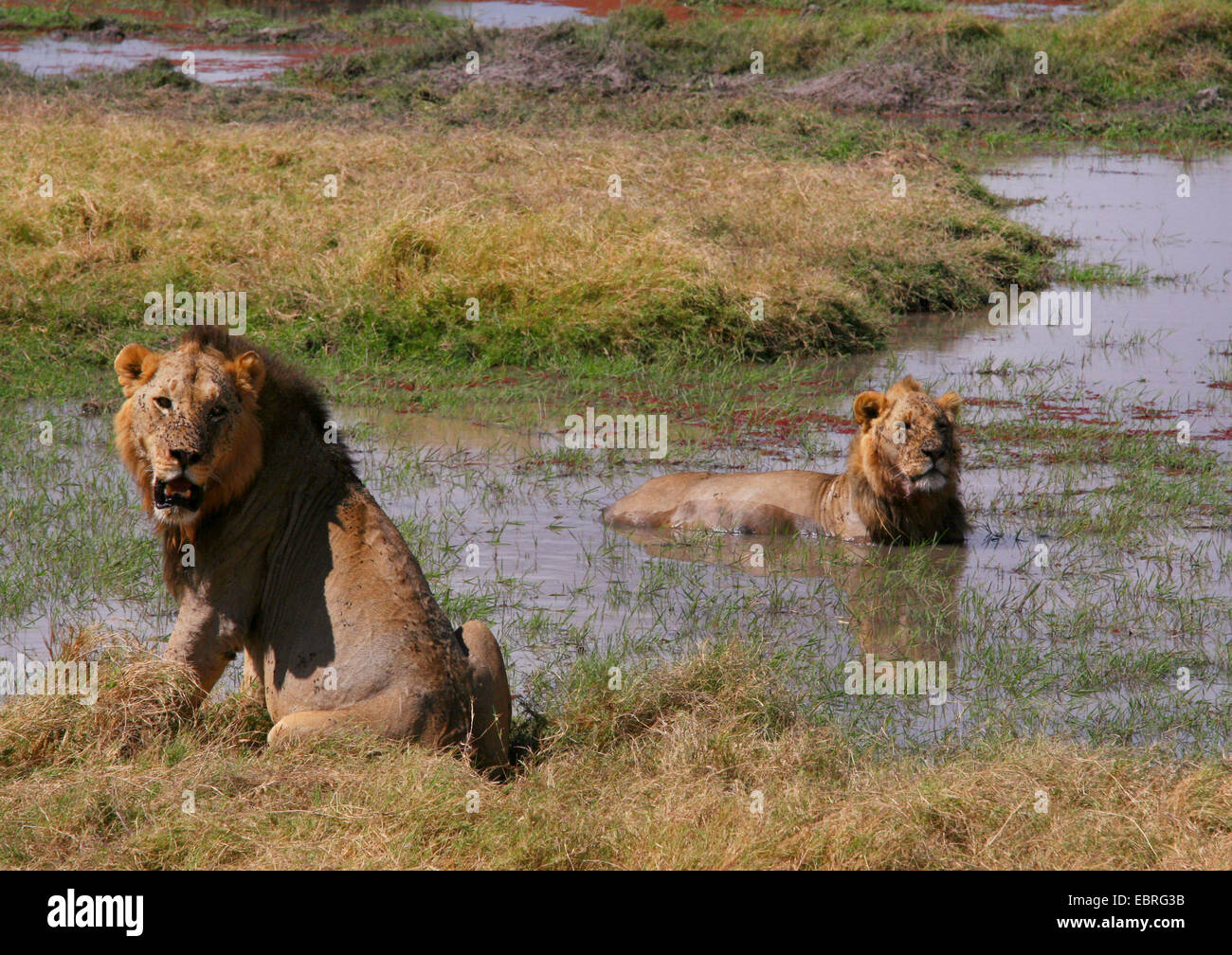 lion (Panthera leo), lions cooling down in the water, Kenya, Amboseli National Park Stock Photo