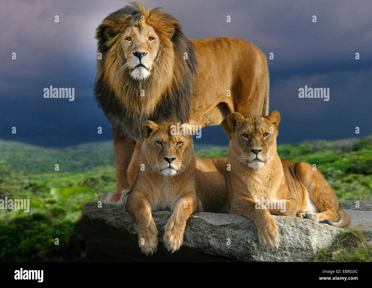 lion (Panthera leo), male lion with two lionesses on a rock, thundery atmosphere, Africa Stock Photo