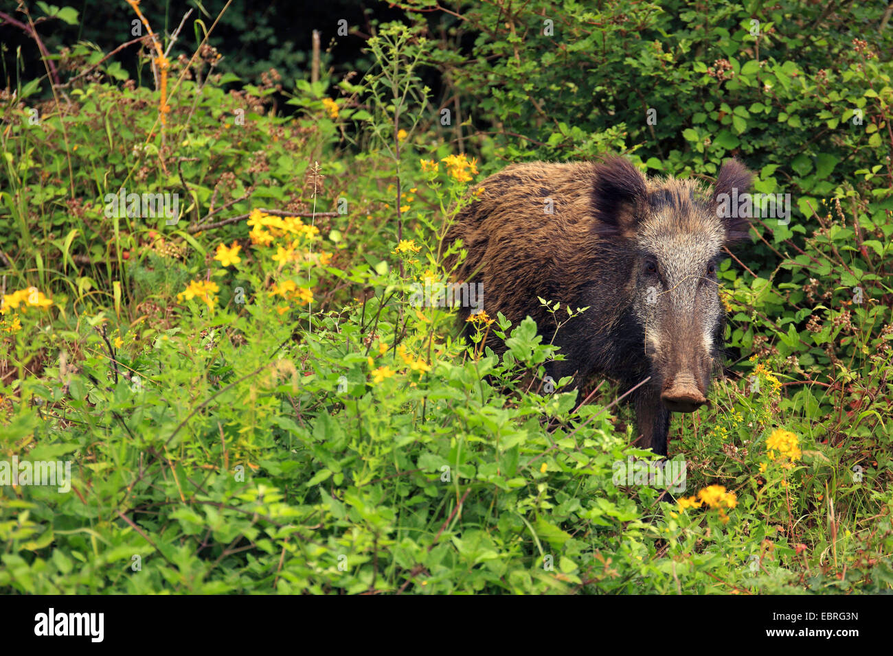 wild boar, pig, wild boar (Sus scrofa), young wild boar in early summer, Germany, Baden-Wuerttemberg Stock Photo