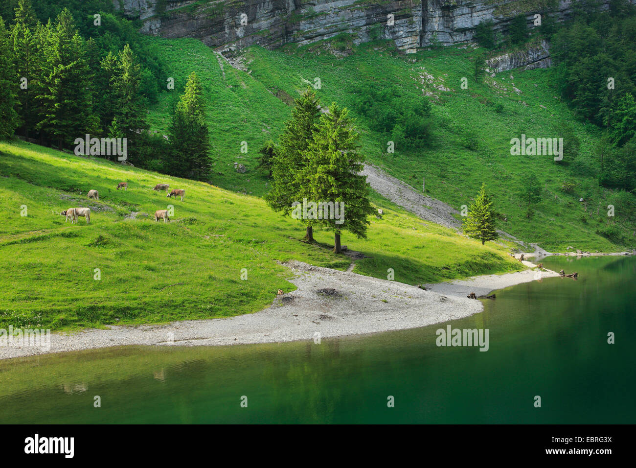 domestic cattle (Bos primigenius f. taurus), cows at Lake Seealp, Switzerland Stock Photo