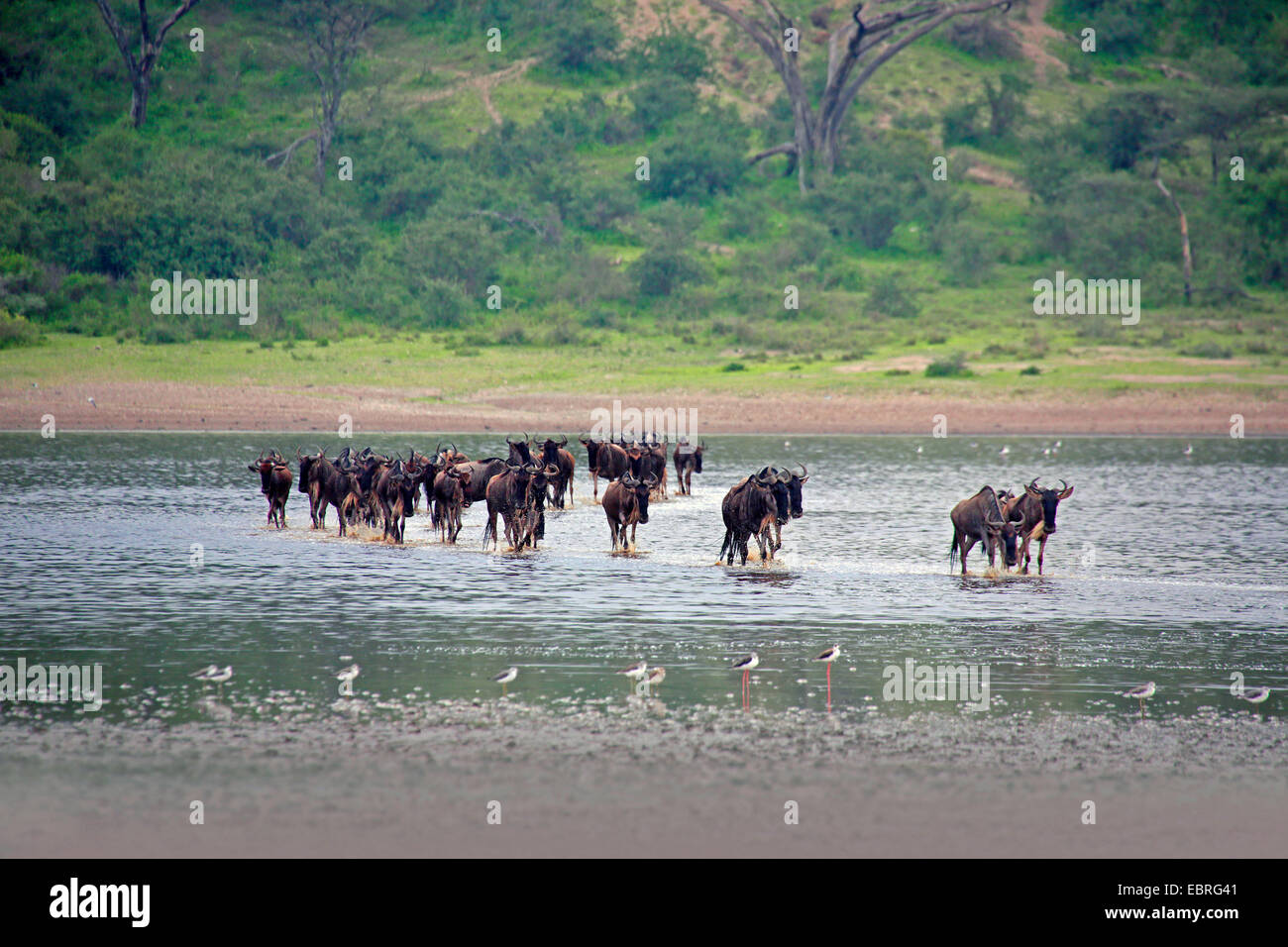 blue wildebeest, brindled gnu, white-bearded wildebeest (Connochaetes taurinus), herd of wildebeests crossing the Lake Ndutu, Tanzania, Serengeti National Park Stock Photo